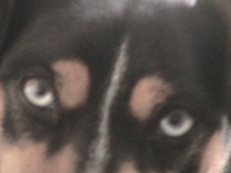 Bon Doggie is watching you....